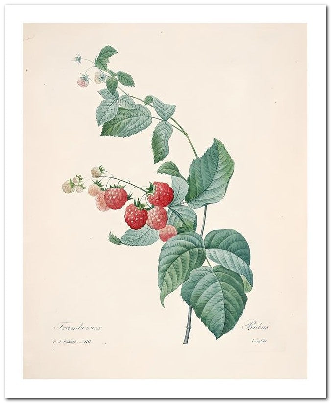 Pierre Joseph Redoute 8x10 Fine Art Print 25032502302