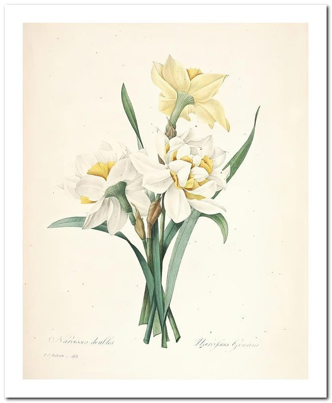 Pierre Joseph Redoute 8x10 Fine Art Print 25032502305