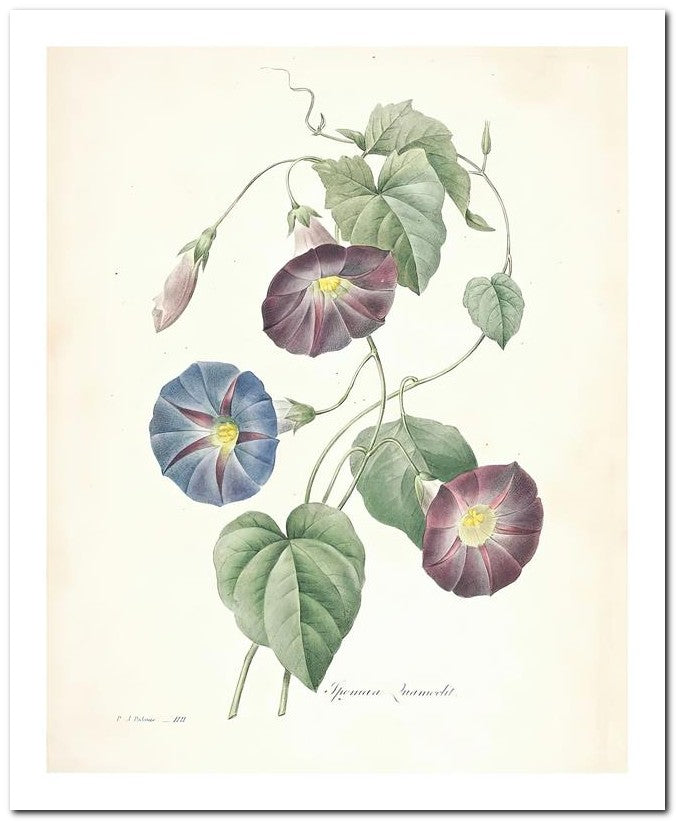 Pierre Joseph Redoute 8x10 Fine Art Print 25032502311