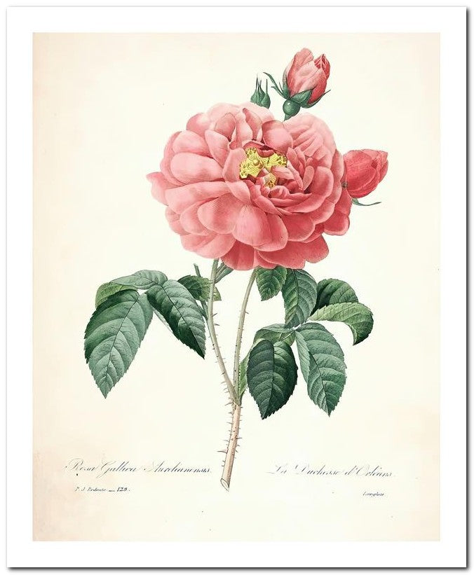 Pierre Joseph Redoute 8x10 Fine Art Print 25032502322