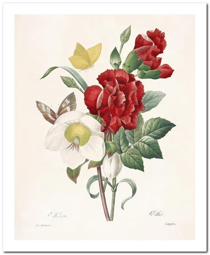 Pierre Joseph Redoute 8x10 Fine Art Print 25032502328