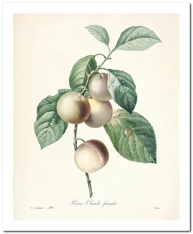 Pierre Joseph Redoute 8x10 Fine Art Print 25032502330