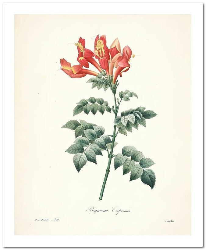 Pierre Joseph Redoute 8x10 Fine Art Print 25032502334