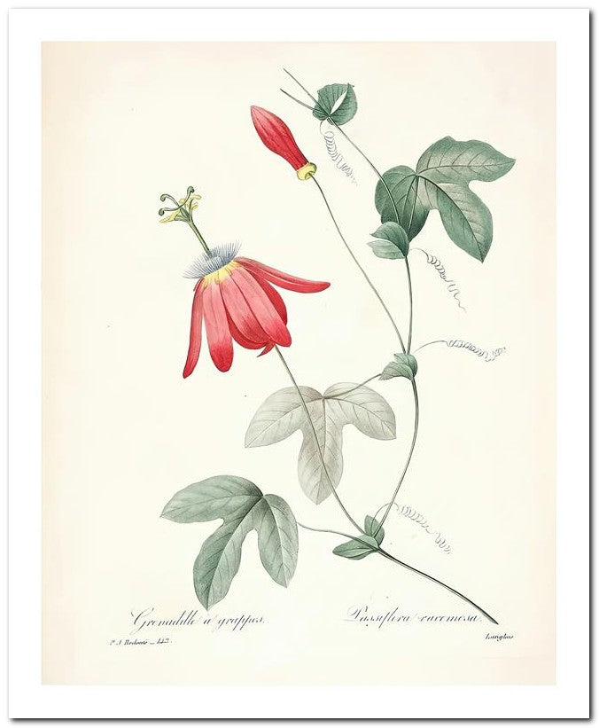 Pierre Joseph Redoute 8x10 Fine Art Print 25032502336