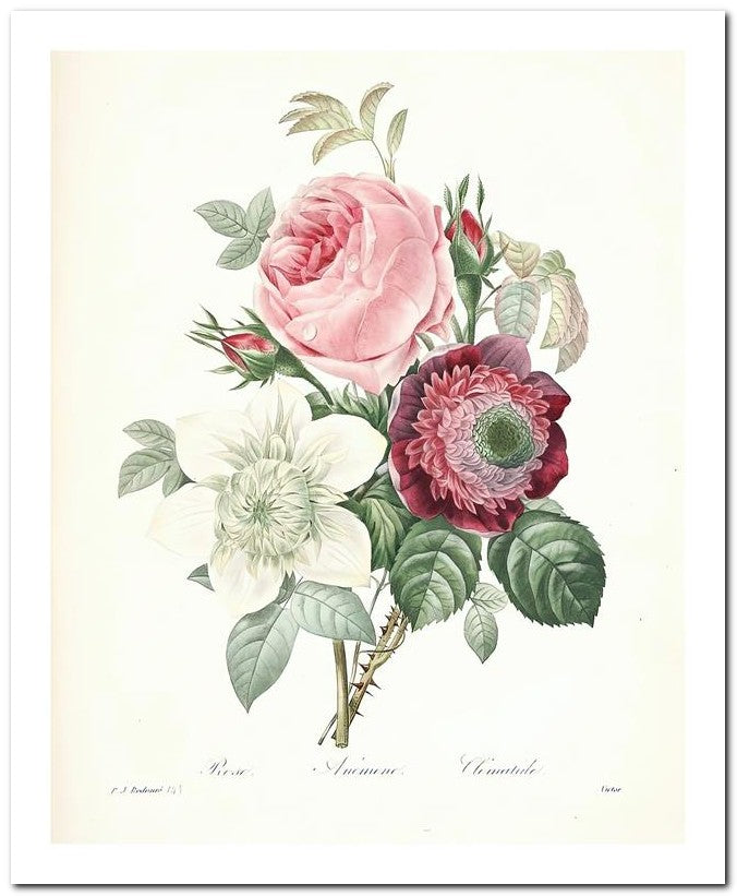 Pierre Joseph Redoute 8x10 Fine Art Print 25032502337