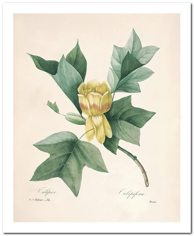 Pierre Joseph Redoute 8x10 Fine Art Print 25032502345