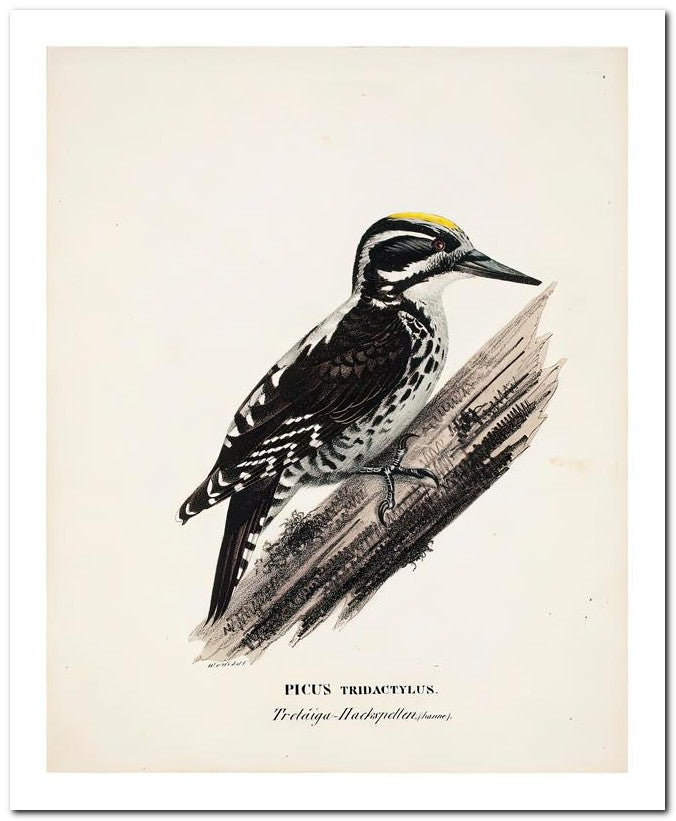 Wilhelm Von Wrighttz 8x10 Fine Art Print 25032502854