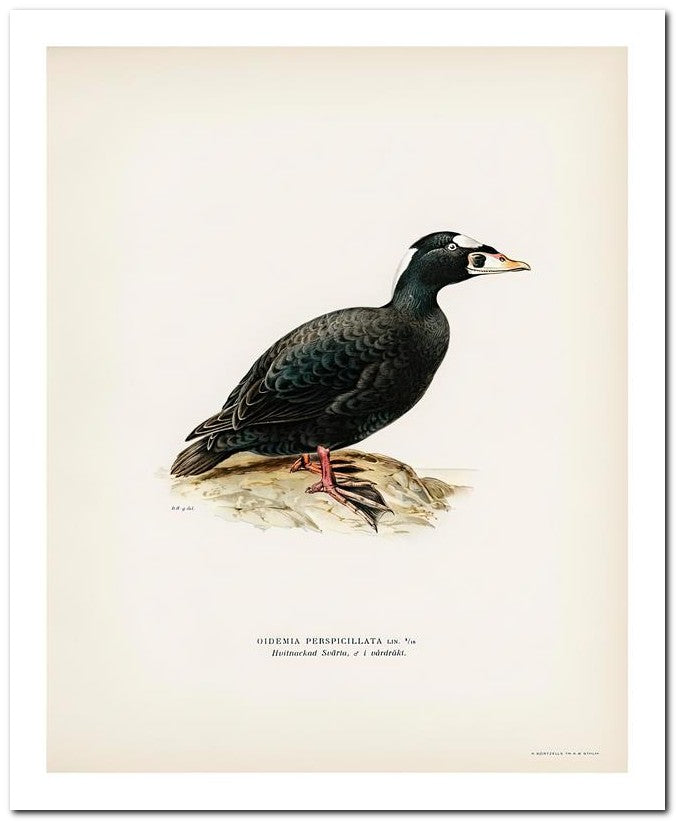 Wilhelm Von Wrighttz 8x10 Fine Art Print 25032502863