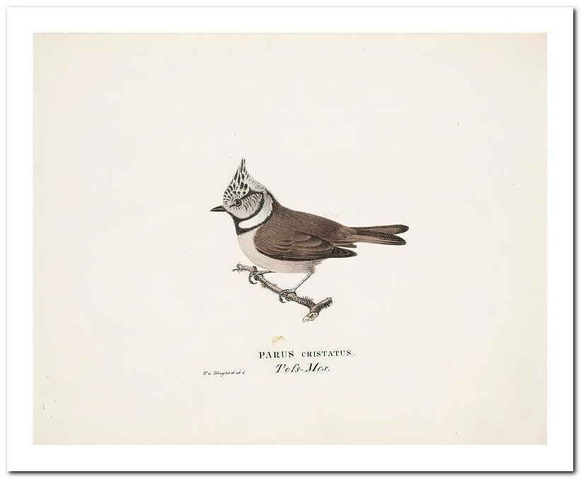 Wilhelm Von Wrighttz 8x10 Fine Art Print 25032502868