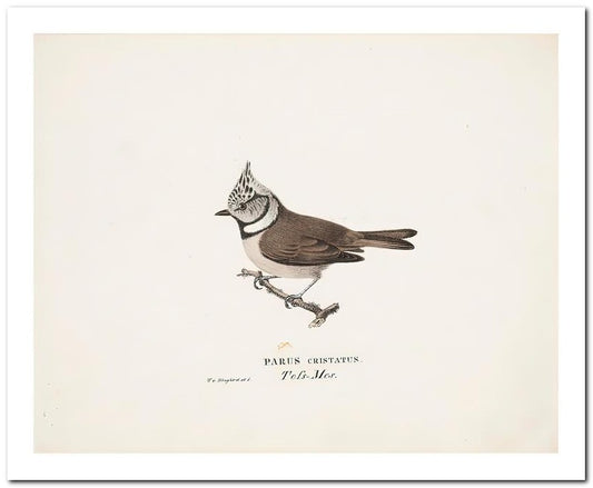 Wilhelm Von Wrighttz 8x10 Fine Art Print 25032502868