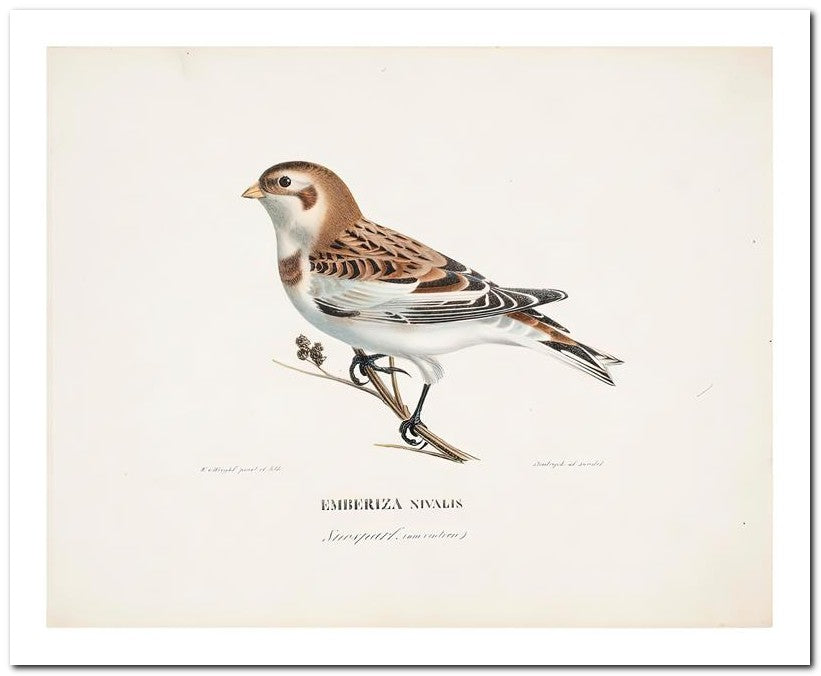 Wilhelm Von Wrighttz 8x10 Fine Art Print 25032502871