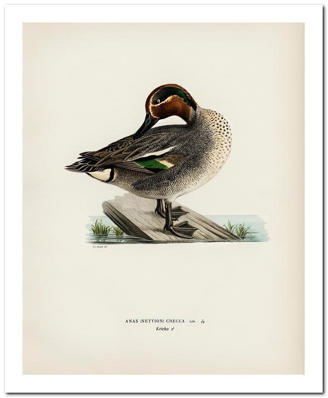 Wilhelm Von Wrighttz 8x10 Fine Art Print 25032502873