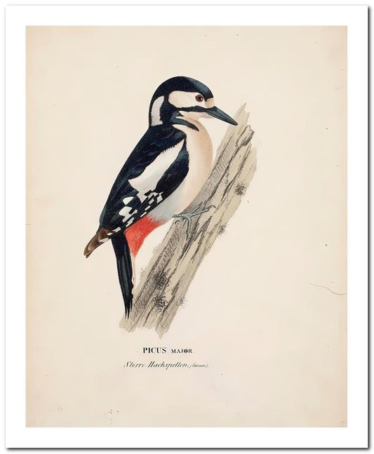 Wilhelm Von Wrighttz 8x10 Fine Art Print 25032502874