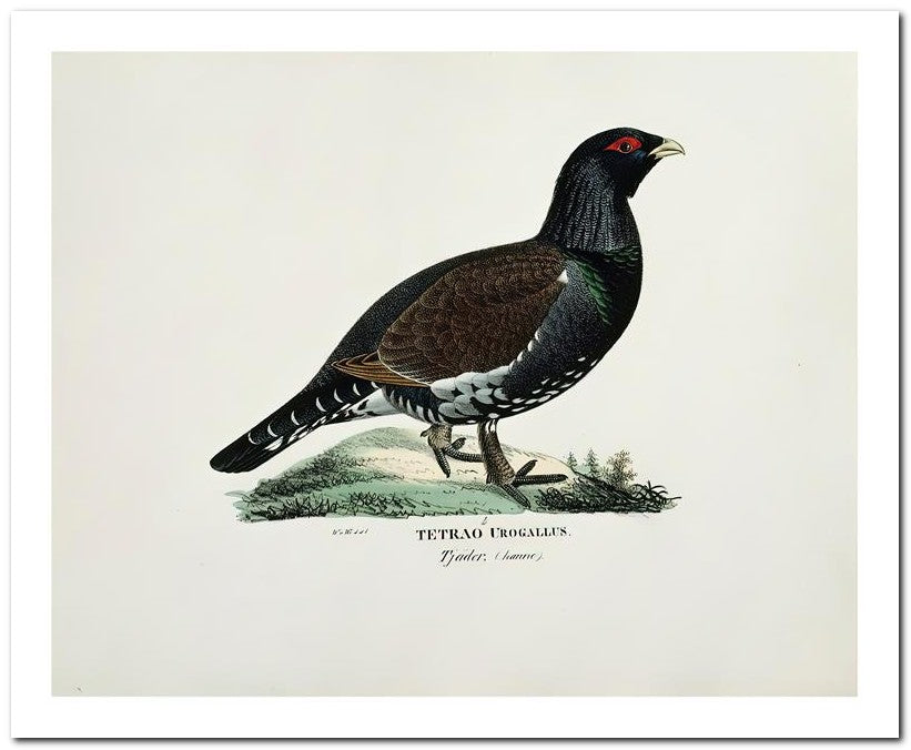 Wilhelm Von Wrighttz 8x10 Fine Art Print 25032502879