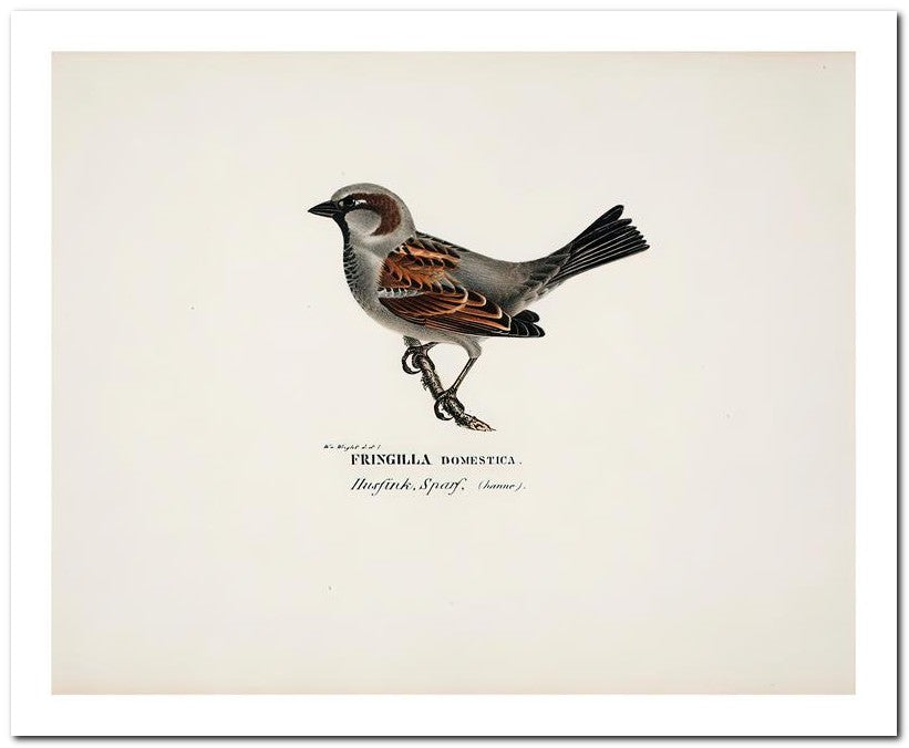 Wilhelm Von Wrighttz 8x10 Fine Art Print 25032502882