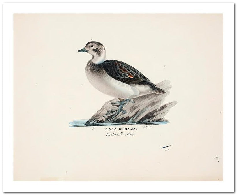 Wilhelm Von Wrighttz 8x10 Fine Art Print 25032502887