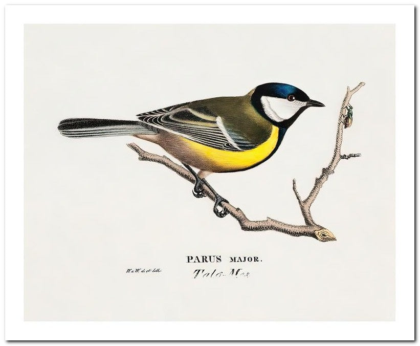 Wilhelm Von Wrighttz 8x10 Fine Art Print 25032502893