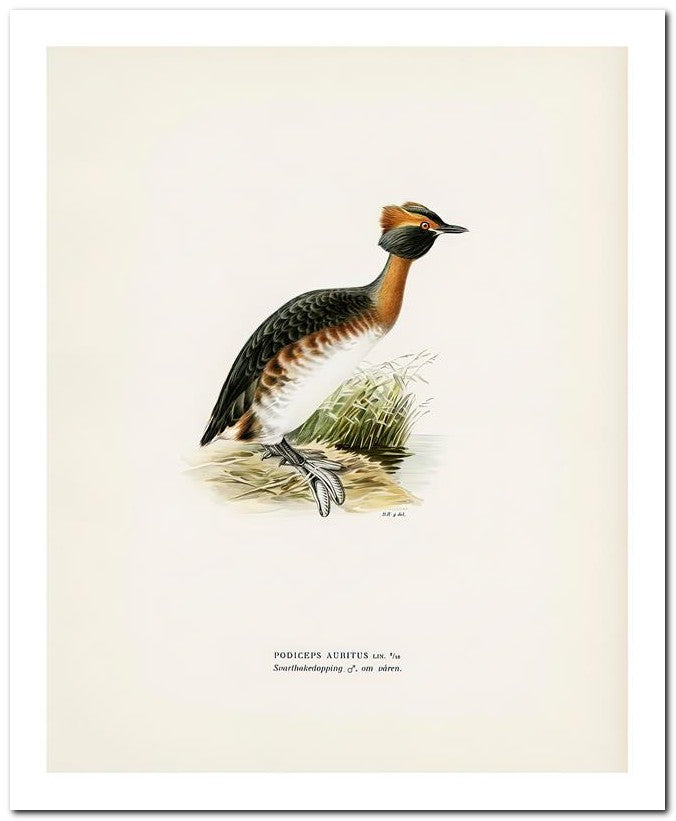 Wilhelm Von Wrighttz 8x10 Fine Art Print 25032502897