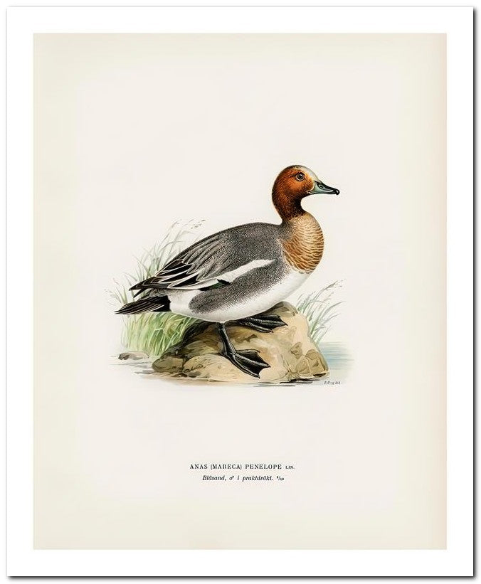 Wilhelm Von Wrighttz 8x10 Fine Art Print 25032502904